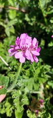 Pelargonium capitatum