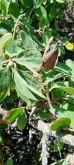 Lonicera microphylla