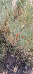 Ephedra intermedia
