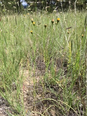 Adenophyllum wrightii