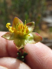 Hibbertia ericifolia