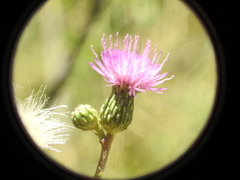 Cirsium monspessulanum