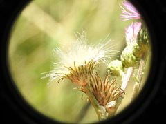 Cirsium monspessulanum