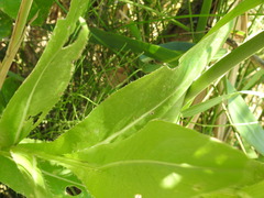Cirsium monspessulanum