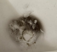 Strobilomyces strobilaceus image