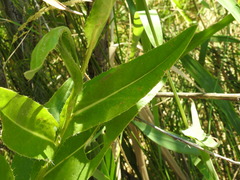 Cirsium monspessulanum