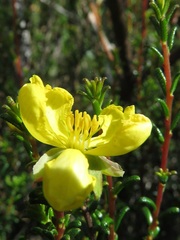 Hibbertia ericifolia