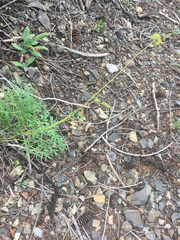 Lomatium brandegeei