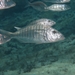 Striped Seabream - Photo (c) Roberto Pillon, some rights reserved (CC BY-NC), uploaded by Roberto Pillon