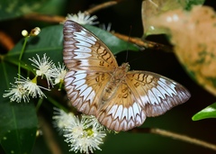 Euthalia monina monina