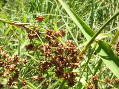 Cladium mariscus