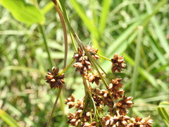Cladium mariscus