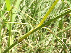Cladium mariscus