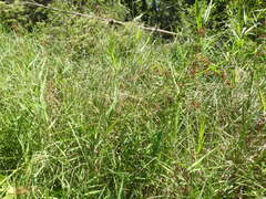 Cladium mariscus