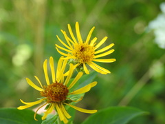 Pentanema helveticum