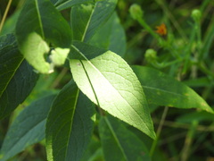 Pentanema helveticum