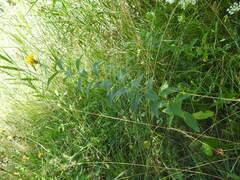 Pentanema helveticum