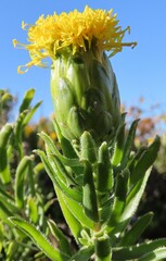 Pteronia onobromoides