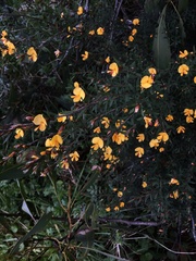 Pultenaea muelleri
