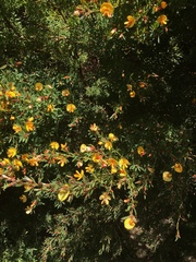Pultenaea muelleri