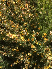 Pultenaea muelleri