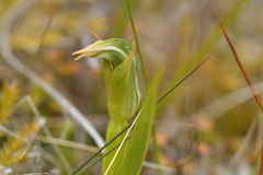 Pterostylis montana