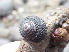 Diloma bicanaliculatum