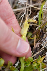 Pterostylis montana
