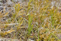 Pterostylis montana