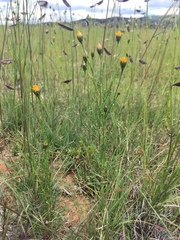 Adenophyllum wrightii