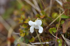 Viola filicaulis