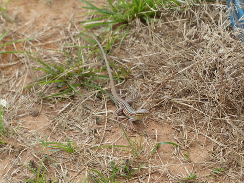 Cnemidophorus gramivagus