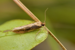 Atomotricha isogama