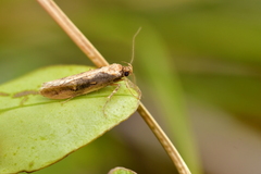Atomotricha isogama