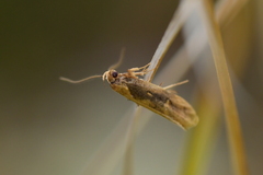 Atomotricha isogama