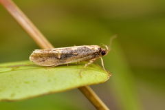Atomotricha isogama