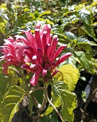 Justicia carnea