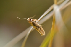 Atomotricha isogama