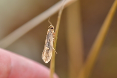 Atomotricha isogama