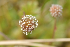 Acaena anserinifolia