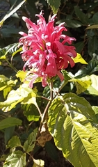 Justicia carnea
