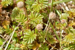 Acaena anserinifolia