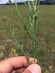 Adenophyllum wrightii