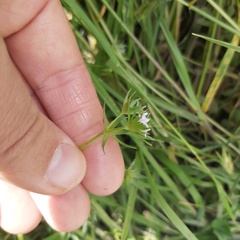 Sherardia arvensis