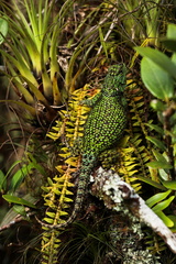 Sceloporus internasalis