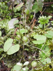 Corybas vitreus