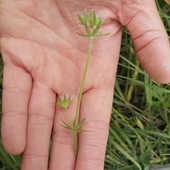Sherardia arvensis