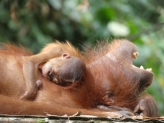 Pongo pygmaeus morio