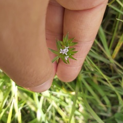 Sherardia arvensis