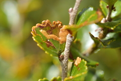 Stigmella lucida
